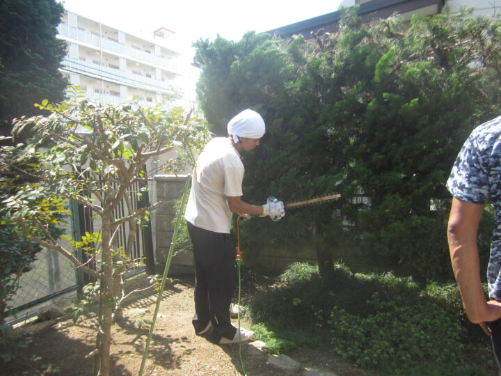 多賀城市桜木、西側生垣剪定