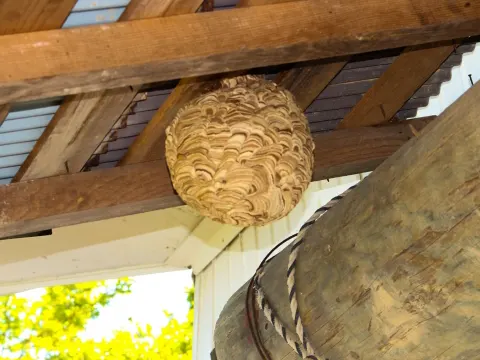 害虫駆除・蜂の巣駆除