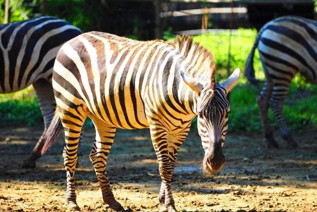 八木山動物公園